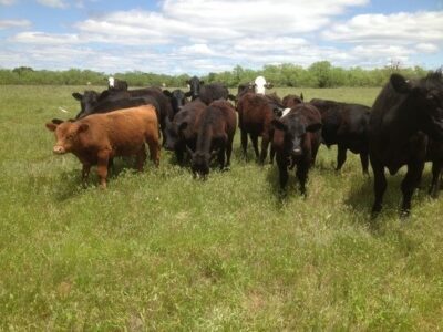 We Need More Local Meat Processors and We Need Them Now Image